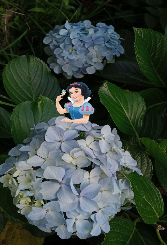 Cinderella Flower